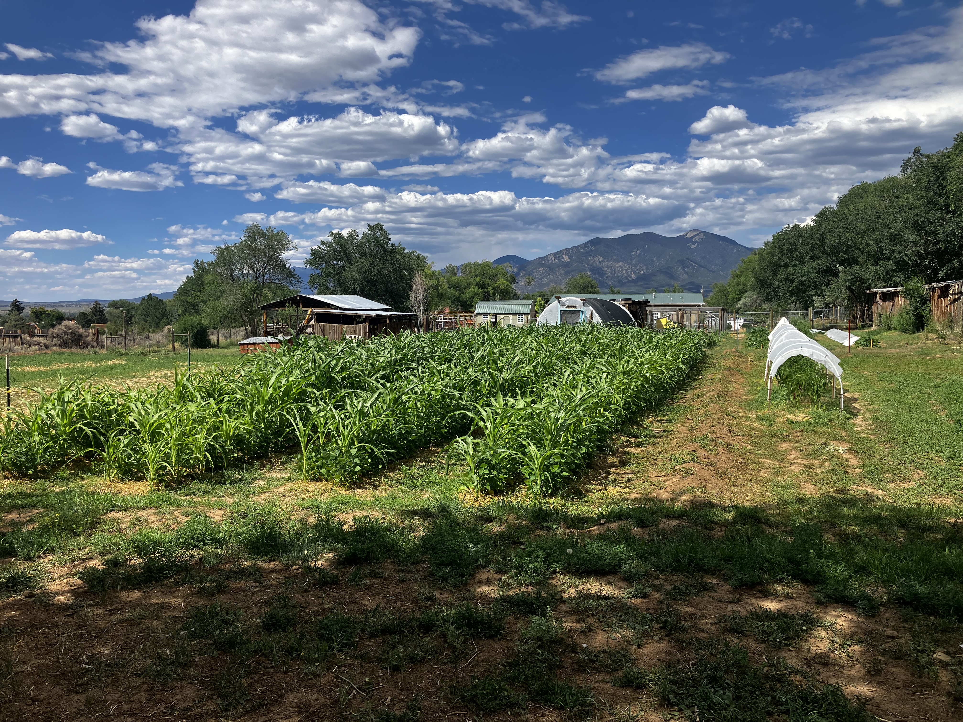 Taos County Farm